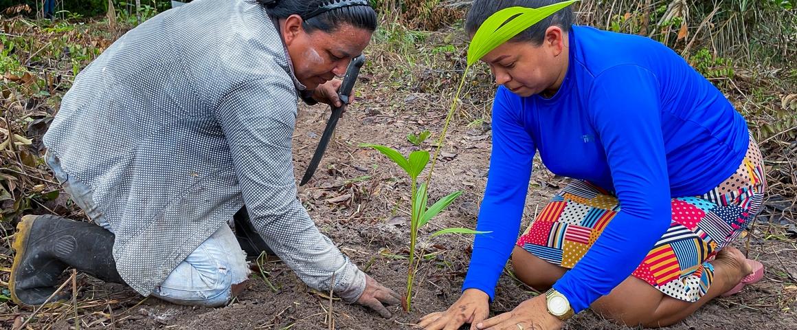 Plantation d'une parcelle agroforestière, dans l'État du Pará au Brésil © Ianca Moreira, Refloramaz